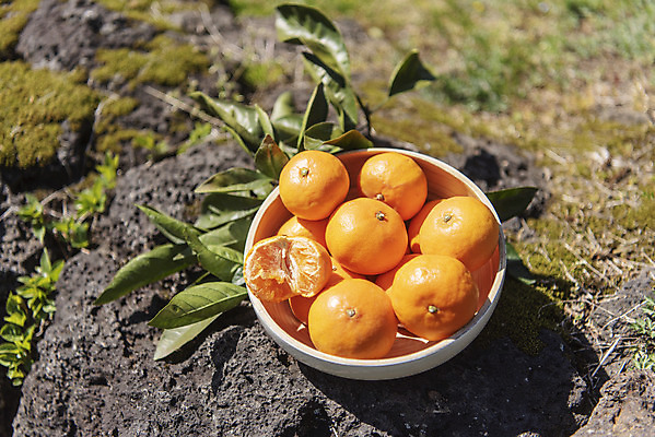 포토 JPG 주간 그릇 여행 잎 자연 사람없음 야외 관광지 하이앵글 제주도 농장 맑음 봄 오브젝트 특산물 현무암 천혜향 국내포토 자연요소 식물 식기 계절 뷰포인트 농업 과일 날씨 한국 생태계 화산암 파일형식