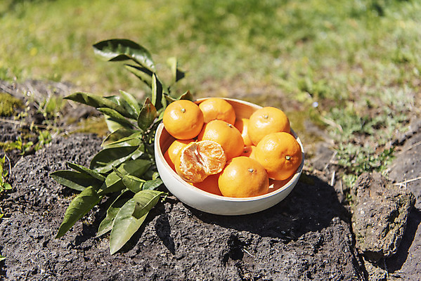 포토 JPG 주간 그릇 여행 잎 자연 사람없음 야외 관광지 하이앵글 제주도 농장 맑음 봄 오브젝트 특산물 현무암 천혜향 국내포토 자연요소 식물 식기 계절 뷰포인트 농업 과일 날씨 한국 생태계 화산암 파일형식