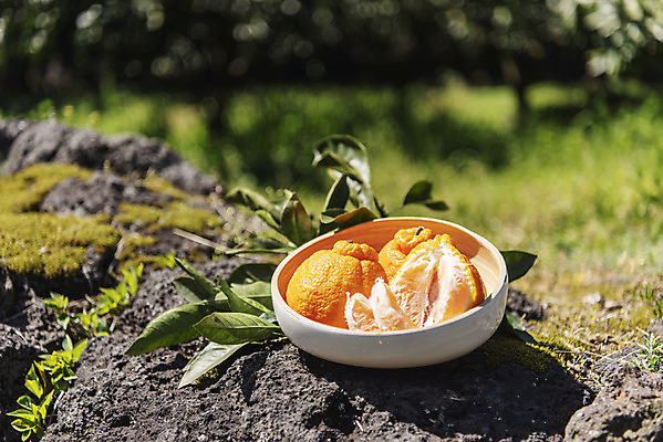 포토 JPG 주간 그릇 여행 잎 자연 사람없음 야외 아웃포커스 관광지 제주도 농장 맑음 봄 오브젝트 특산물 한라봉 현무암 국내포토 자연요소 식물 식기 계절 농업 과일 날씨 한국 촬영기법 생태계 화산암 파일형식