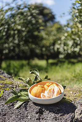 포토 JPG 주간 그릇 여행 잎 자연 사람없음 야외 아웃포커스 관광지 제주도 농장 맑음 봄 오브젝트 특산물 한라봉 현무암 국내포토 자연요소 식물 식기 계절 농업 과일 날씨 한국 촬영기법 생태계 화산암 파일형식
