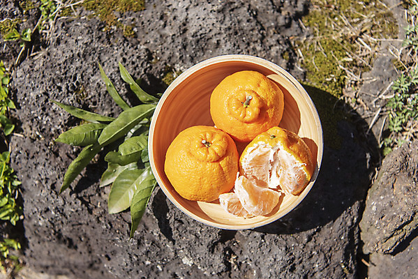 포토 JPG 주간 그릇 여행 잎 자연 사람없음 야외 관광지 하이앵글 제주도 농장 맑음 봄 오브젝트 특산물 한라봉 현무암 국내포토 자연요소 식물 식기 계절 뷰포인트 농업 과일 날씨 한국 생태계 화산암 파일형식