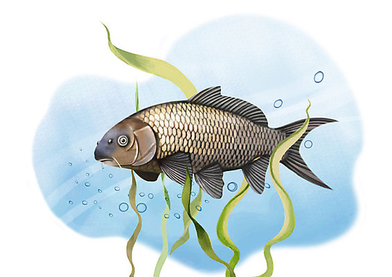 PSD 한마리 일러스트 어류 사람없음 강 수중 민물고기 공기방울 잉어 국내일러스트 1 수중동물 파일형식