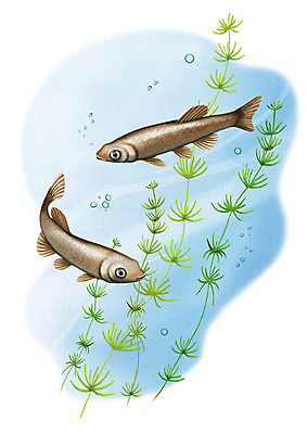 PSD 두마리 일러스트 어류 사람없음 강 수중 민물고기 공기방울 버들치 국내일러스트 2 수중동물 파일형식