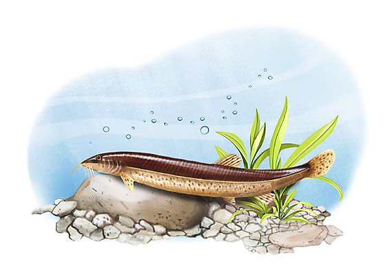 PSD 한마리 일러스트 어류 사람없음 강 수중 돌_바위 민물고기 공기방울 미꾸라지 국내일러스트 1 수중동물 파일형식