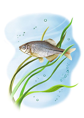 PSD 한마리 일러스트 어류 사람없음 강 수중 민물고기 공기방울 각시붕어 국내일러스트 1 수중동물 파일형식