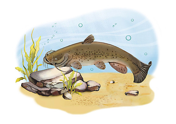 PSD 한마리 일러스트 어류 사람없음 강 수중 돌_바위 민물고기 공기방울 메기 국내일러스트 1 수중동물 파일형식