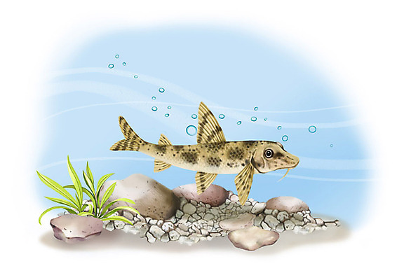 PSD 한마리 일러스트 어류 사람없음 강 수중 돌_바위 민물고기 공기방울 모래무지 국내일러스트 1 수중동물 파일형식