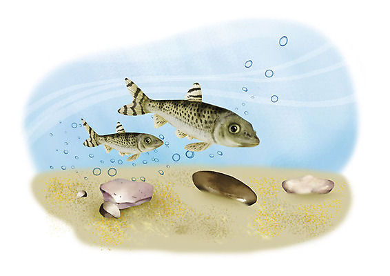 PSD 두마리 일러스트 어류 사람없음 강 수중 돌_바위 민물고기 공기방울 어름치 국내일러스트 2 수중동물 파일형식