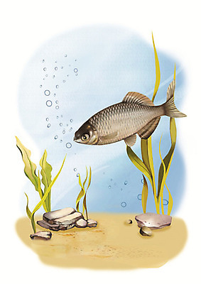 PSD 한마리 일러스트 어류 사람없음 강 수중 돌_바위 민물고기 공기방울 납지리 국내일러스트 1 수중동물 파일형식