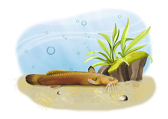 PSD 한마리 일러스트 어류 사람없음 강 수중 돌_바위 민물고기 공기방울 미유기 국내일러스트 1 수중동물 파일형식