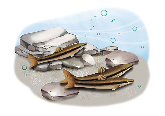 PSD 일러스트 세마리 어류 사람없음 강 수중 돌_바위 민물고기 공기방울 돌고기 국내일러스트 3 수중동물 파일형식