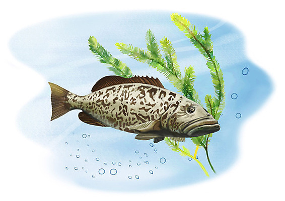 PSD 한마리 일러스트 어류 사람없음 강 수중 민물고기 공기방울 쏘가리 국내일러스트 1 수중동물 파일형식