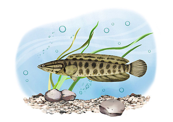 PSD 한마리 일러스트 어류 사람없음 강 수중 돌_바위 민물고기 공기방울 가물치 국내일러스트 1 수중동물 파일형식