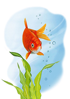 PSD 한마리 일러스트 어류 사람없음 강 수중 민물고기 공기방울 금붕어 국내일러스트 1 수중동물 파일형식