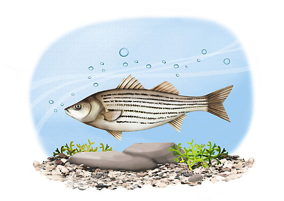 PSD 한마리 일러스트 어류 사람없음 강 수중 돌_바위 민물고기 공기방울 배스 국내일러스트 1 수중동물 파일형식