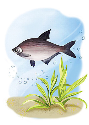 PSD 한마리 일러스트 어류 사람없음 강 수중 민물고기 공기방울 납자루 국내일러스트 1 수중동물 파일형식