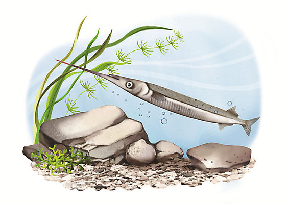 PSD 한마리 일러스트 어류 사람없음 강 수중 돌_바위 민물고기 공기방울 학공치 국내일러스트 1 수중동물 파일형식