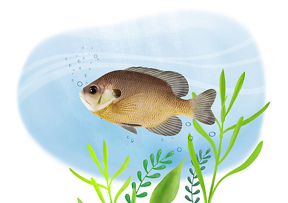 PSD 한마리 일러스트 어류 사람없음 강 수중 민물고기 공기방울 블루길 국내일러스트 1 수중동물 파일형식