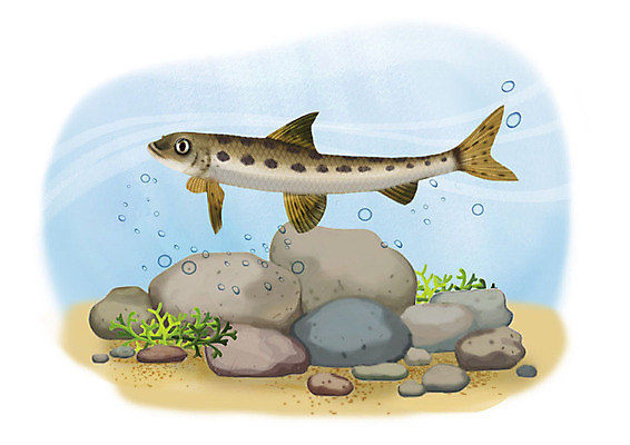 PSD 한마리 일러스트 어류 사람없음 강 수중 돌_바위 민물고기 공기방울 배가사리 국내일러스트 1 수중동물 파일형식