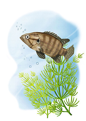 PSD 한마리 일러스트 어류 사람없음 강 수중 민물고기 공기방울 꺽저기 국내일러스트 1 수중동물 파일형식