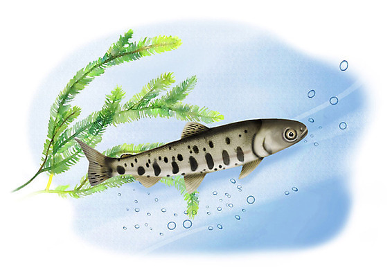 PSD 한마리 일러스트 어류 사람없음 강 수중 민물고기 공기방울 산천어 국내일러스트 1 수중동물 파일형식