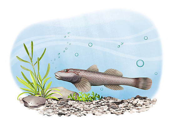 PSD 한마리 일러스트 어류 사람없음 강 수중 돌_바위 민물고기 공기방울 밀어 국내일러스트 1 수중동물 파일형식