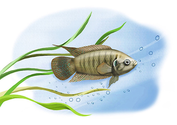 PSD 한마리 일러스트 어류 사람없음 강 수중 민물고기 공기방울 버들붕어 국내일러스트 1 수중동물 파일형식