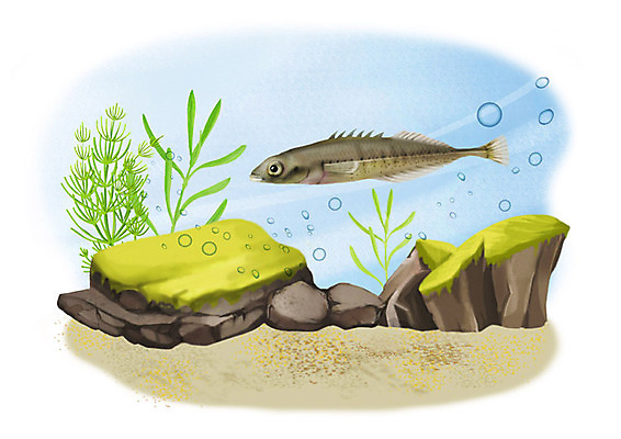 PSD 한마리 일러스트 어류 사람없음 강 수중 돌_바위 민물고기 공기방울 가시고기 국내일러스트 1 수중동물 파일형식