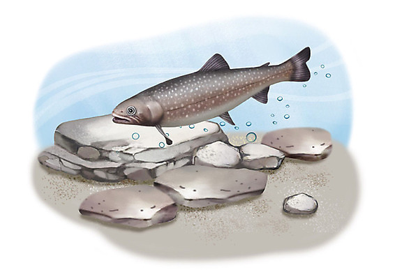 PSD 한마리 일러스트 어류 사람없음 강 수중 돌_바위 민물고기 공기방울 송어 국내일러스트 1 수중동물 파일형식