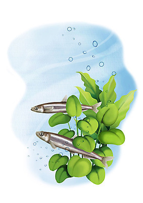 PSD 두마리 일러스트 어류 사람없음 강 수중 민물고기 공기방울 빙어 국내일러스트 2 수중동물 파일형식