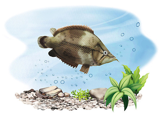 PSD 한마리 일러스트 어류 사람없음 강 수중 돌_바위 민물고기 공기방울 리프피시 국내일러스트 1 수중동물 파일형식