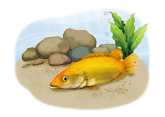 PSD 한마리 일러스트 어류 사람없음 강 수중 돌_바위 민물고기 공기방울 황쏘가리 국내일러스트 1 수중동물 파일형식