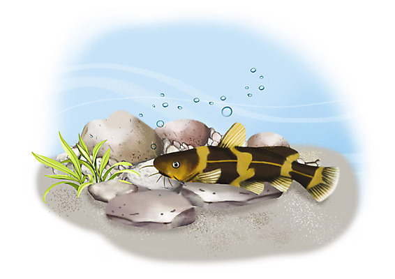 PSD 한마리 일러스트 어류 사람없음 강 수중 돌_바위 민물고기 공기방울 꼬치동자개 국내일러스트 1 수중동물 파일형식 동자개