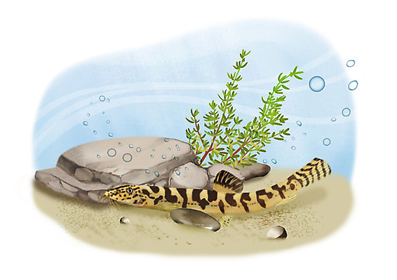 PSD 한마리 일러스트 어류 사람없음 강 수중 돌_바위 민물고기 공기방울 수수미꾸리 국내일러스트 1 수중동물 파일형식