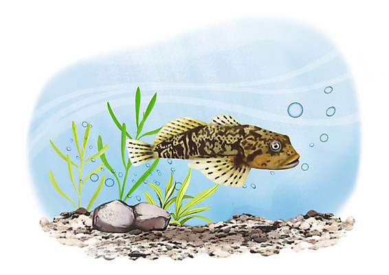 PSD 한마리 일러스트 어류 사람없음 강 수중 돌_바위 민물고기 공기방울 독중개 국내일러스트 1 수중동물 파일형식