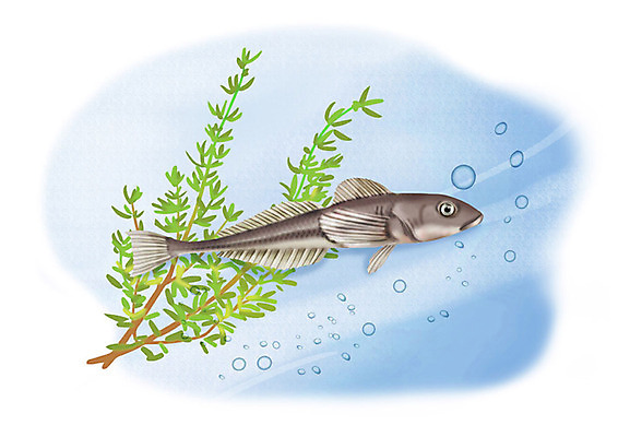 PSD 한마리 일러스트 어류 사람없음 강 수중 민물고기 공기방울 눈퉁횟대 국내일러스트 1 수중동물 파일형식