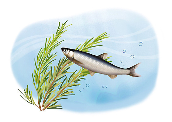 PSD 한마리 일러스트 어류 사람없음 강 수중 민물고기 공기방울 강준치 국내일러스트 1 수중동물 파일형식