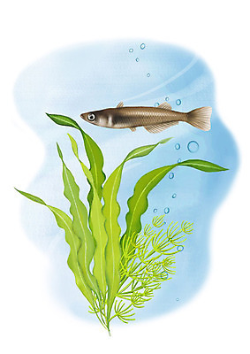 PSD 한마리 일러스트 어류 사람없음 강 수중 민물고기 공기방울 송사리 국내일러스트 1 수중동물 파일형식