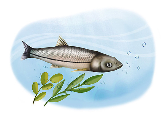 PSD 한마리 일러스트 어류 사람없음 강 수중 민물고기 공기방울 눈불개 국내일러스트 1 수중동물 파일형식