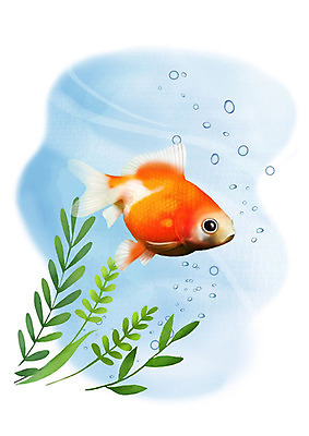 PSD 한마리 일러스트 어류 사람없음 강 수중 민물고기 공기방울 진주금붕어 국내일러스트 1 수중동물 금붕어 파일형식