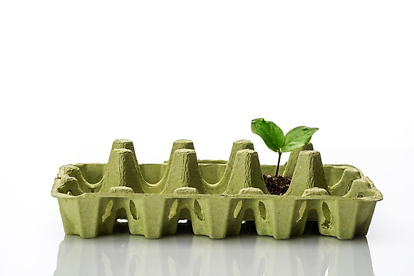 포토 JPG 스튜디오촬영 캠페인 실내 사람없음 새싹 자연보호 환경 그린캠페인 흙 재활용 환경오염 오염 오브젝트 흰배경 계란판 업사이클링 제로웨이스트 국내포토 식물 백그라운드 컨셉 자연 내부 흰색 보호 사회이슈 친환경 파일형식