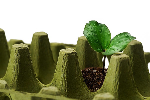 포토 JPG 스튜디오촬영 캠페인 실내 근접촬영 사람없음 새싹 자연보호 환경 그린캠페인 흙 재활용 환경오염 오염 오브젝트 흰배경 계란판 업사이클링 제로웨이스트 국내포토 식물 뷰포인트 백그라운드 컨셉 자연 내부 흰색 보호 사회이슈 친환경 파일형식