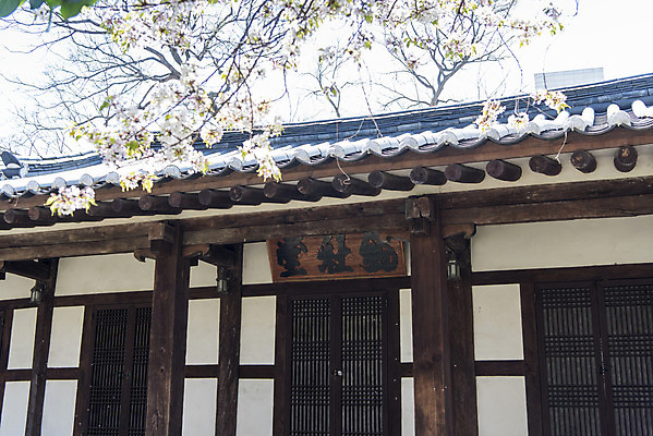 포토 JPG 주간 나무 여행 유적지 하늘 한국 풍경 사람없음 야외 관광지 제주도 맑음 봄 문화재 사적 제주도여행 향사당 국내포토 자연요소 식물 계절 아시아 고건축 날씨 누각 파일형식