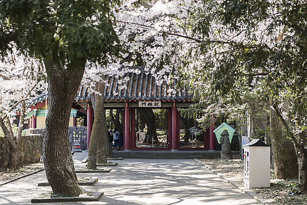 포토 JPG 주간 나무 여행 유적지 한국 풍경 사람없음 야외 관광지 제주도 맑음 봄 문화재 돌하르방 사적 삼성혈 제주도여행 국내포토 자연요소 식물 계절 아시아 고건축 날씨 파일형식