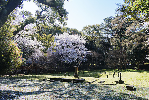 포토 JPG 주간 나무 여행 유적지 한국 풍경 사람없음 야외 관광지 제주도 맑음 봄 문화재 벚꽃 사적 삼성혈 제주도여행 국내포토 자연요소 식물 계절 꽃 아시아 고건축 날씨 파일형식