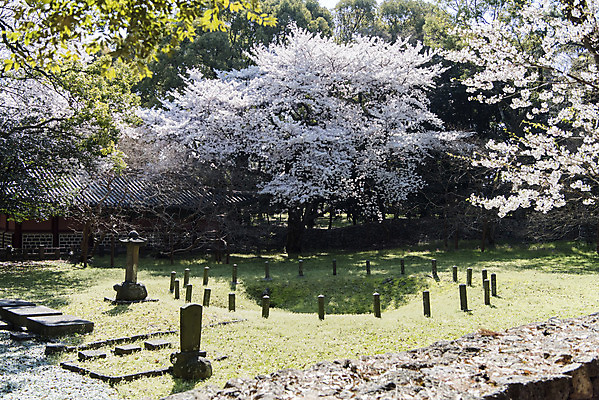 포토 JPG 주간 여행 유적지 한국 풍경 사람없음 야외 관광지 제주도 맑음 봄 문화재 벚꽃 비석 제사 사적 삼성혈 제주도여행 국내포토 자연요소 계절 꽃 아시아 고건축 날씨 전통의례 파일형식