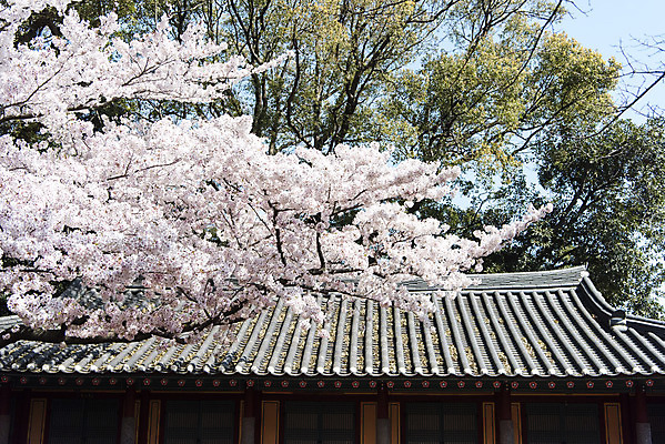 포토 JPG 주간 나무 여행 유적지 한국 풍경 사람없음 야외 관광지 제주도 맑음 봄 문화재 벚꽃 사적 삼성혈 제주도여행 국내포토 자연요소 식물 계절 꽃 아시아 고건축 날씨 파일형식