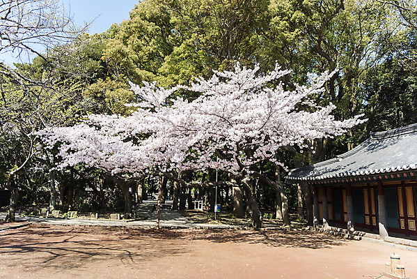 포토 JPG 주간 나무 여행 유적지 한국 풍경 사람없음 야외 관광지 제주도 맑음 봄 문화재 벚꽃 사적 삼성혈 제주도여행 국내포토 자연요소 식물 계절 꽃 아시아 고건축 날씨 파일형식