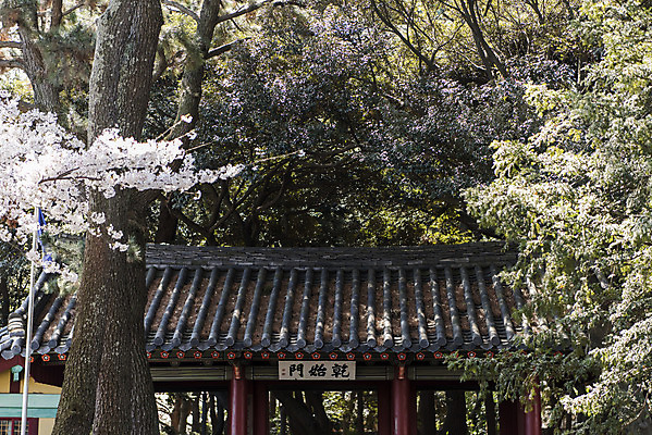 포토 JPG 주간 나무 여행 유적지 한국 풍경 사람없음 야외 관광지 제주도 맑음 봄 문화재 벚꽃 사적 삼성혈 제주도여행 국내포토 자연요소 식물 계절 꽃 아시아 고건축 날씨 파일형식