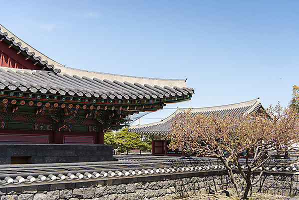 포토 JPG 주간 나무 여행 유적지 하늘 한국 풍경 사람없음 야외 관광지 제주도 맑음 봄 문화재 사적 제주도여행 제주목관아 국내포토 자연요소 식물 계절 아시아 고건축 날씨 파일형식